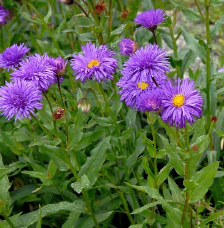 Aster alpinus Dunkle Schöne